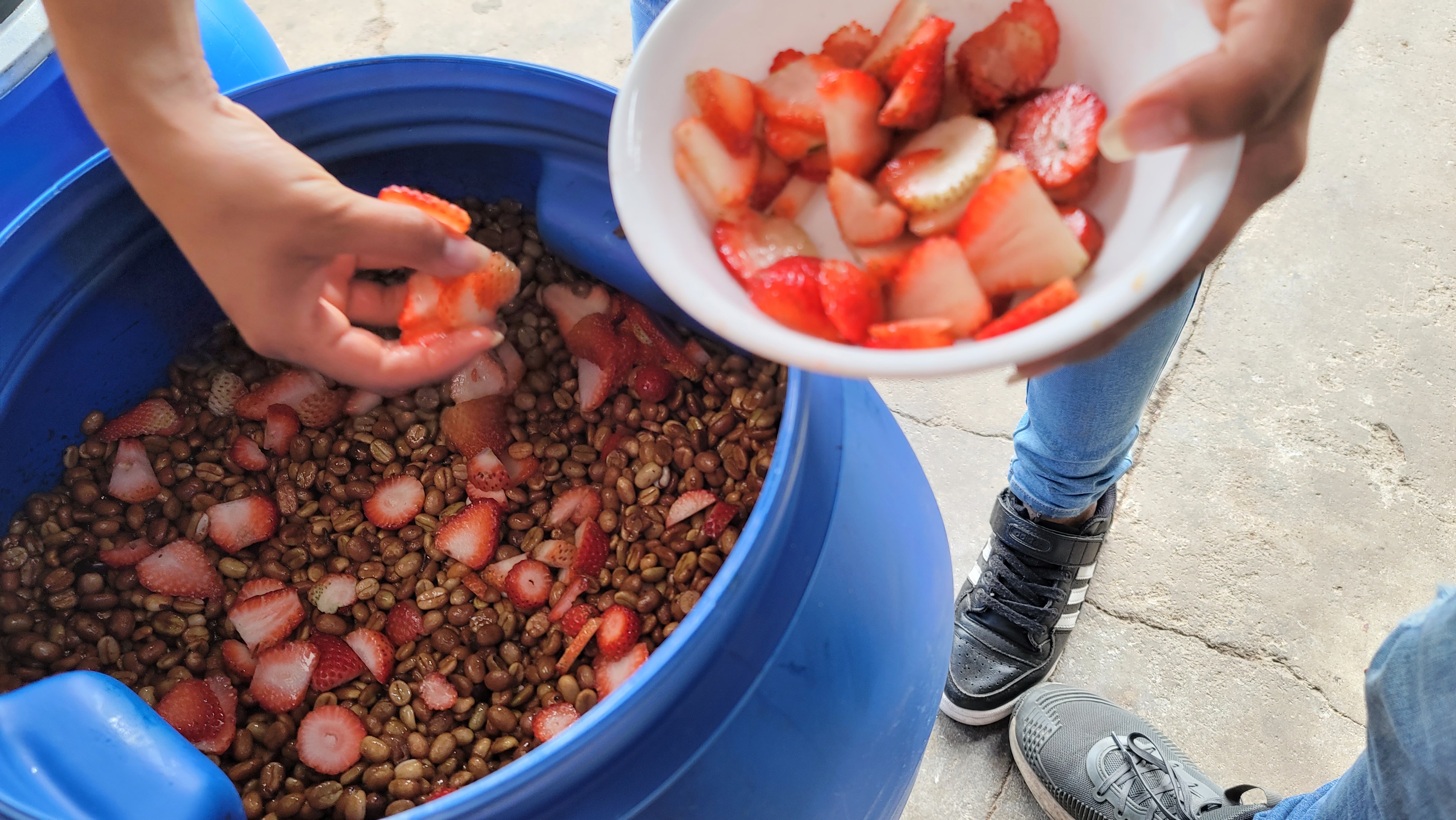 【コーヒー生豆】 2kgコロンビア　インフュージョン　ワイン酵母ストロベリー　③ コロンビア キンディオ FreshGrass インフューズド ファーメン